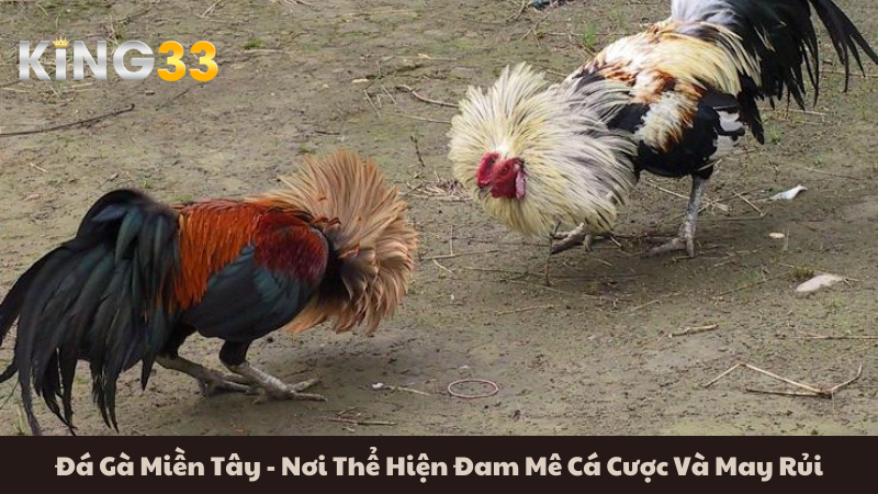 Đá Gà Miền Tây - Nơi Thể Hiện Đam Mê Cá Cược Và May Rủi