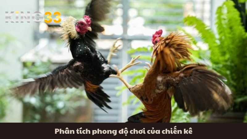 Phân tích phong độ chơi của chiến kê